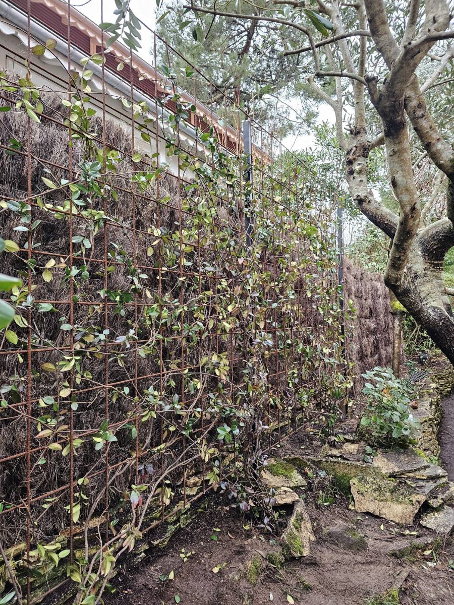Palissage d'une clôture en brande sur Arcachon