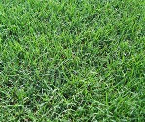 Gazon sécheresse: le Bermuda grass en été sur le Bassin d'Arcachon