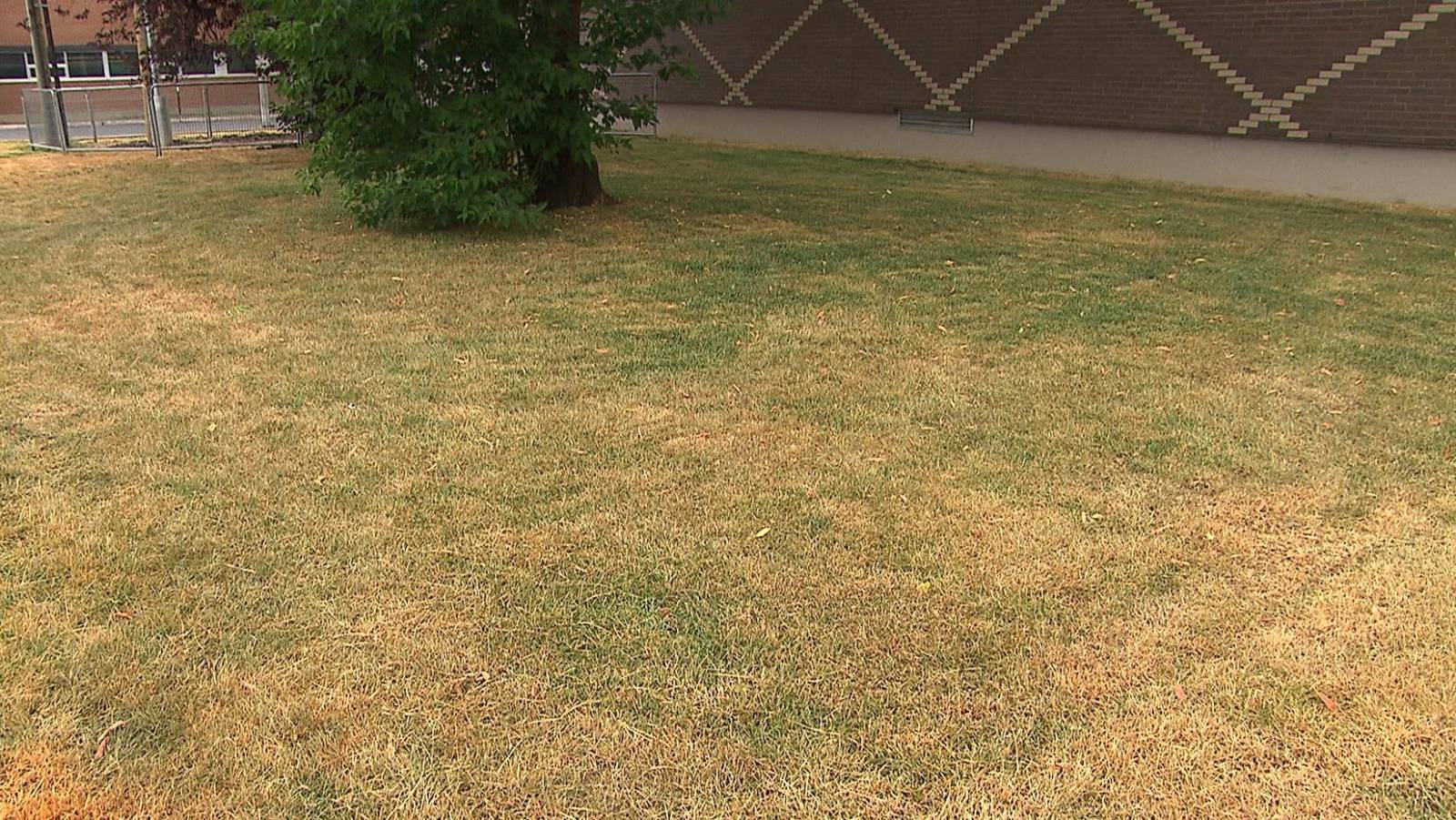 Gazon sécheresse: le Bermuda grass en hiver sur le Cap Ferret