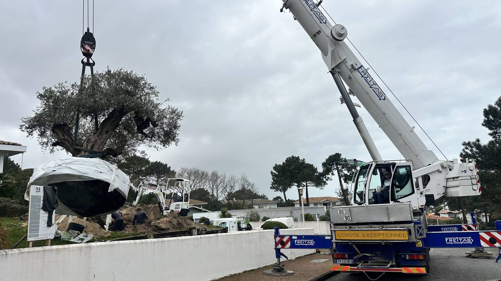 Levage de l'Olivier par la grue à Pyla sur Mer