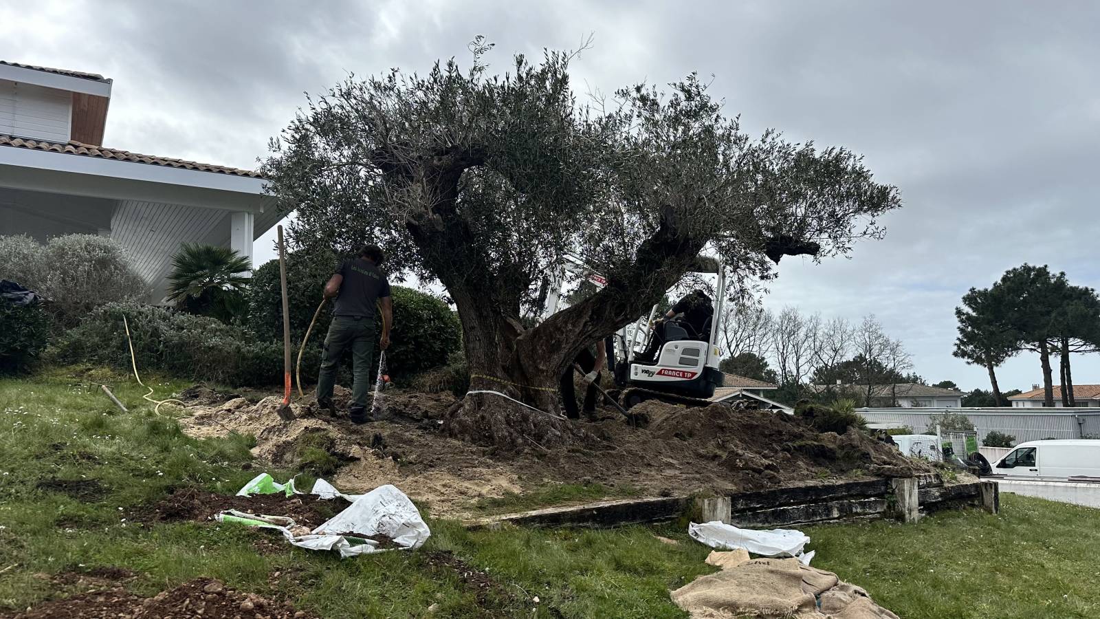 Mise en place de l'Olivier dans le jardin sur le Bassin d'Arcachon à Pyla sur Mer