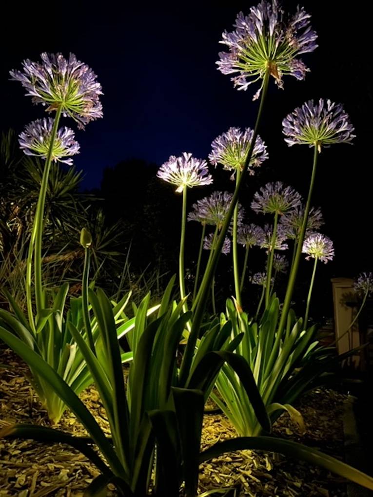 La lumière pour une mise en scène nocturne d'un jardin à La Teste de Buch sur le Bassin d'Arcachon