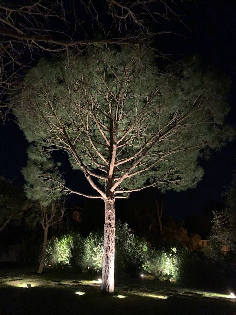 Eclairage d'un arbre à Pyla sur Mer sur le Bassin d'Arcachon