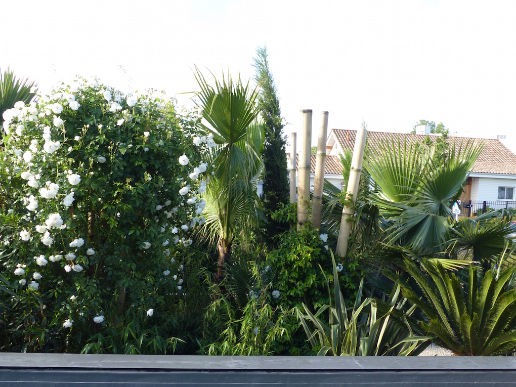 Architecte paysagiste en Gironde: Aménagement paysager aux abords d'une piscine à Bordeaux