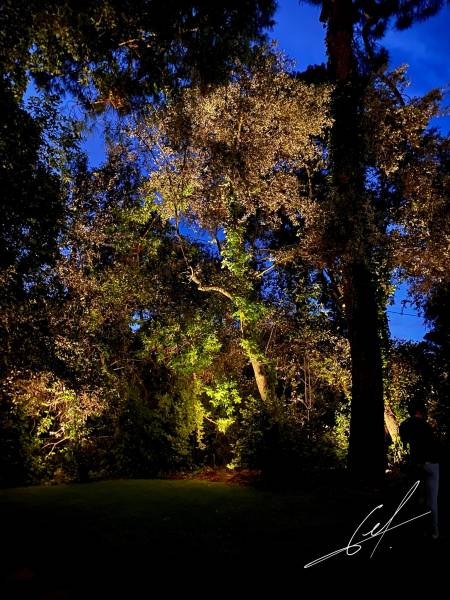 mise en lumière de parc arboré Bassin d'Arcachon