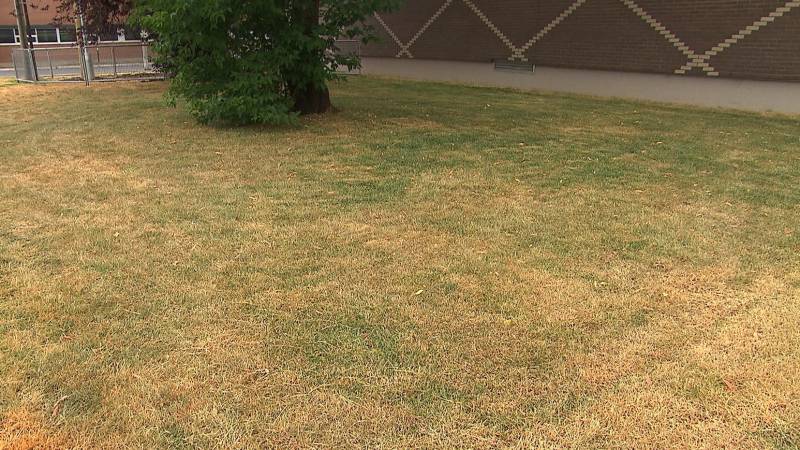 Gazon sécheresse: le Bermuda grass en hiver sur le Cap Ferret