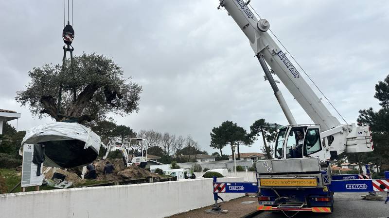 Levage de l'Olivier par la grue à Pyla sur Mer