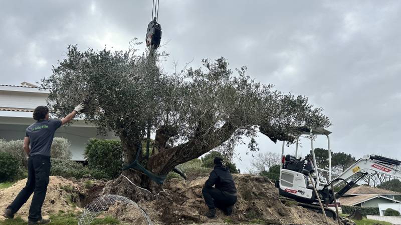 Plantation d'un Olivier remarquable sur le Bassin d'Arcachon