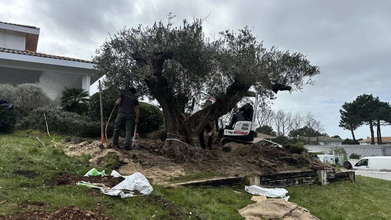 Mise en place de l'Olivier dans le jardin sur le Bassin d'Arcachon à Pyla sur Mer