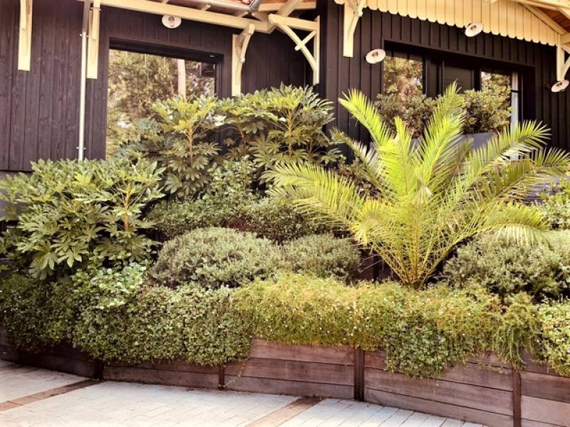 Ouvrage végétalisé - Mur de soutènement sur le Bassin d'Arcachon après 2 ans