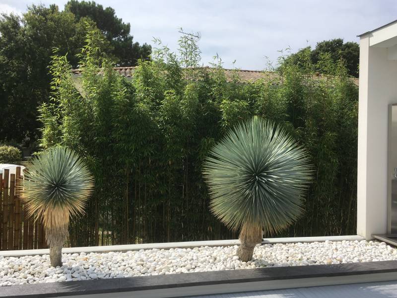 Adapter le végétal à l'ambiance souhaitée - Jardin minimaliste sur le Bassin d'Arcachon