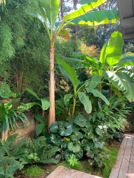 jardin d'ambiance exotique à Pyla sur Mer sur le Bassin d'Arcachon