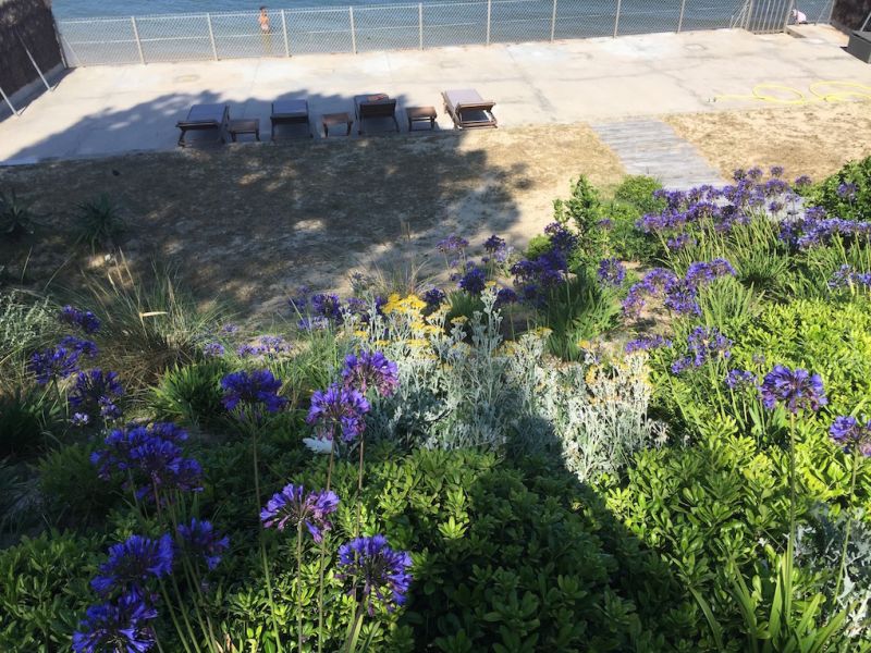 Talus fleuri en front de mer