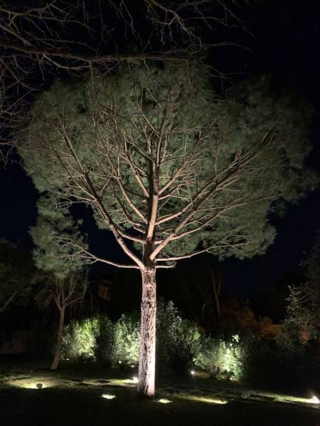 Eclairage d'un arbre à Pyla sur Mer sur le Bassin d'Arcachon