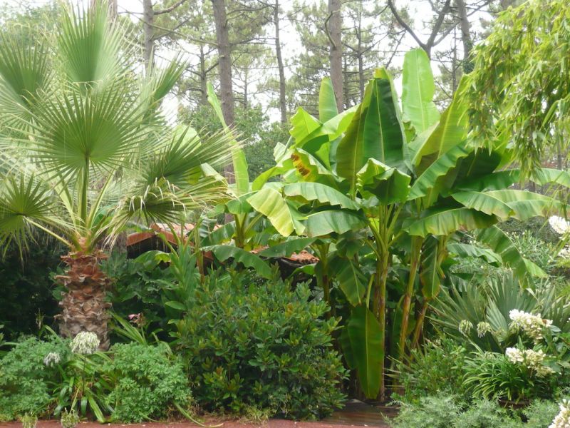 jardin d'ambiance exotique Cap Ferret