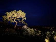 Notre zone d'activité pour ce service Plantation de haies mitoyennes et d'arbres pour occultation de vis-à-vis